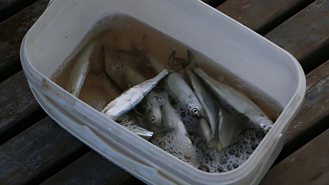     Источник: 1MI