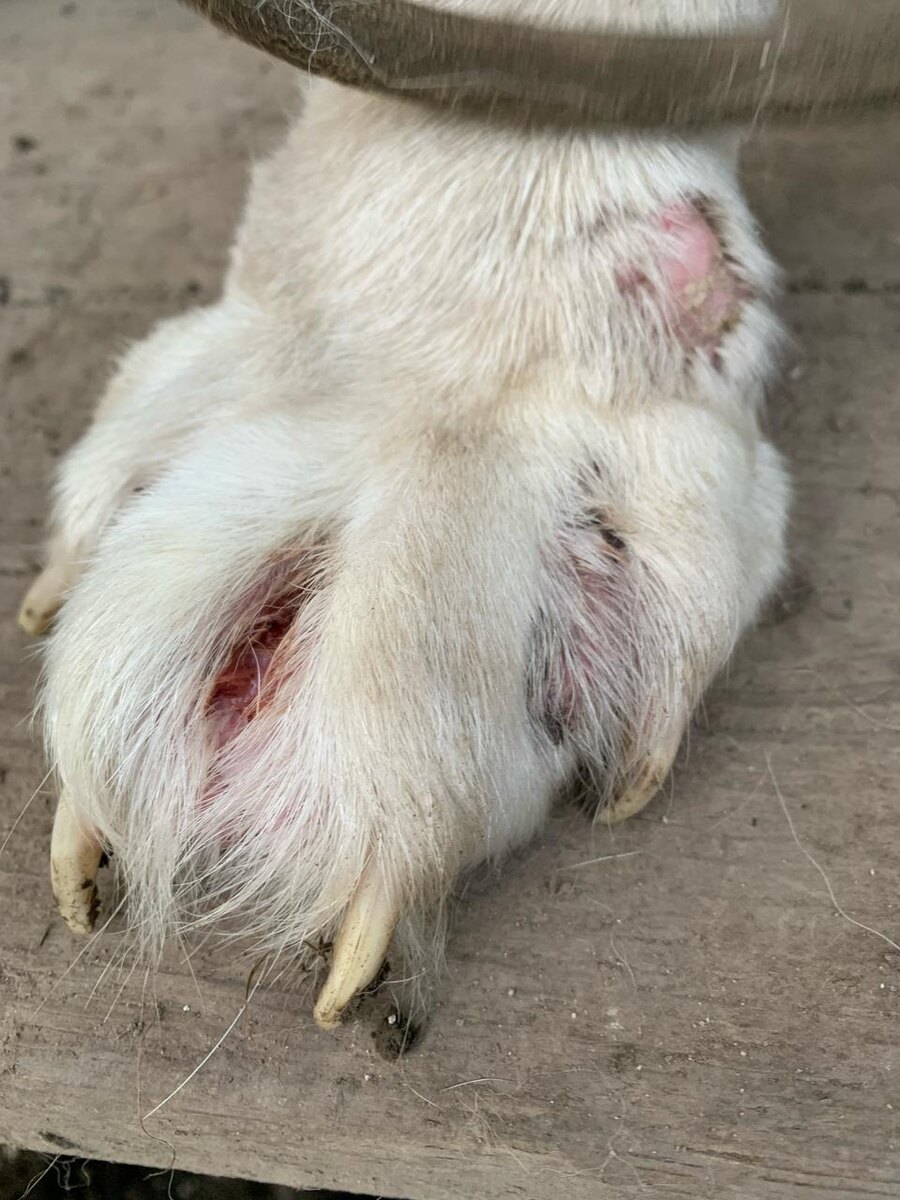 Все лапы в кровавых шишках