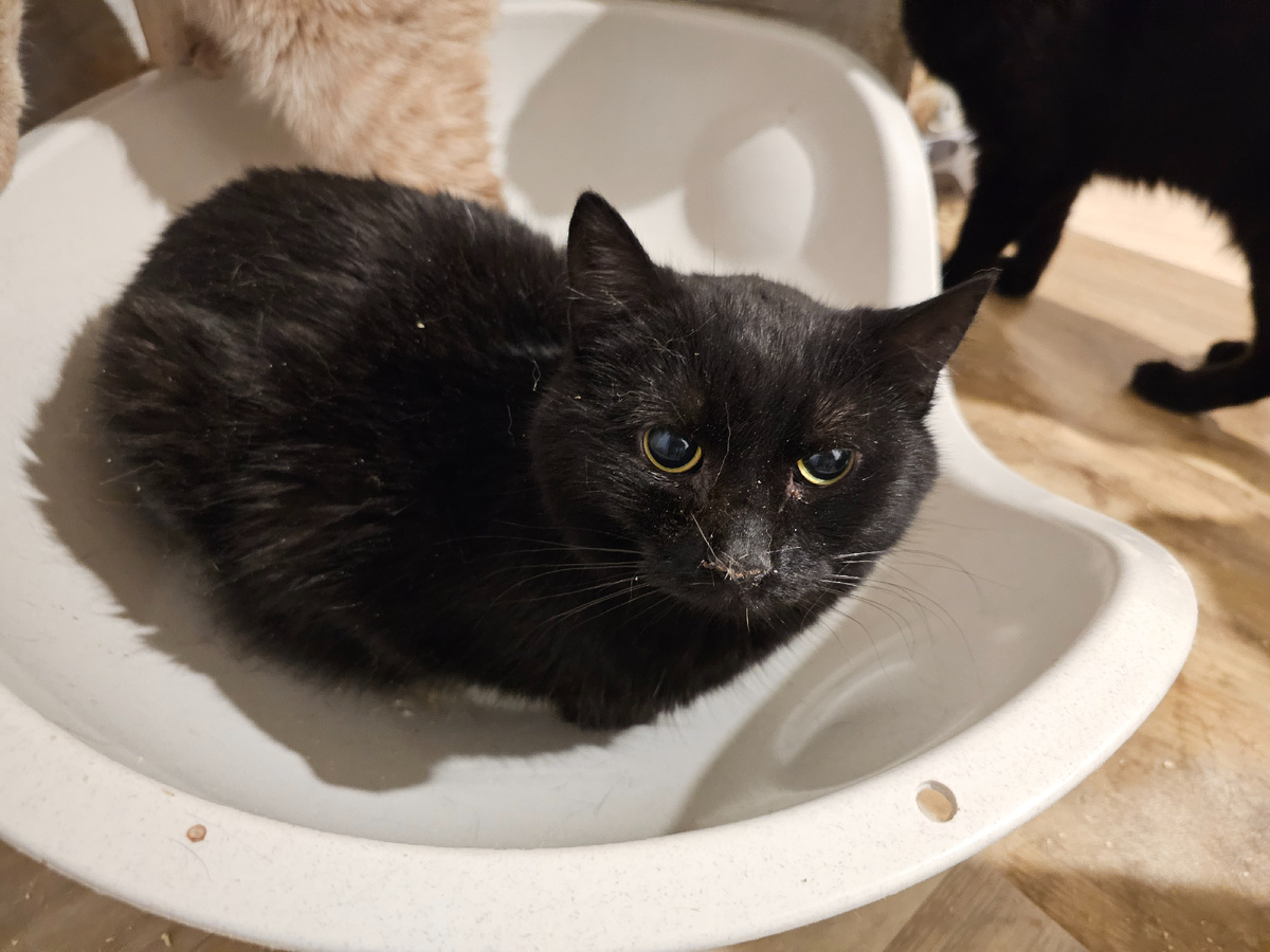 Фото автора. Русик сильно похудел.