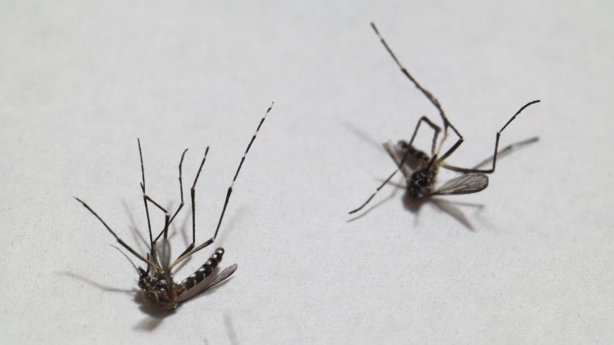    Фото: www.globallookpress.com/IMAGO/Zoonar.com/JOAO OLIVEIRA