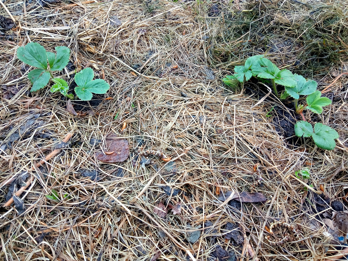 Замульчировала травой, которая была зимней подстилкой у пса.