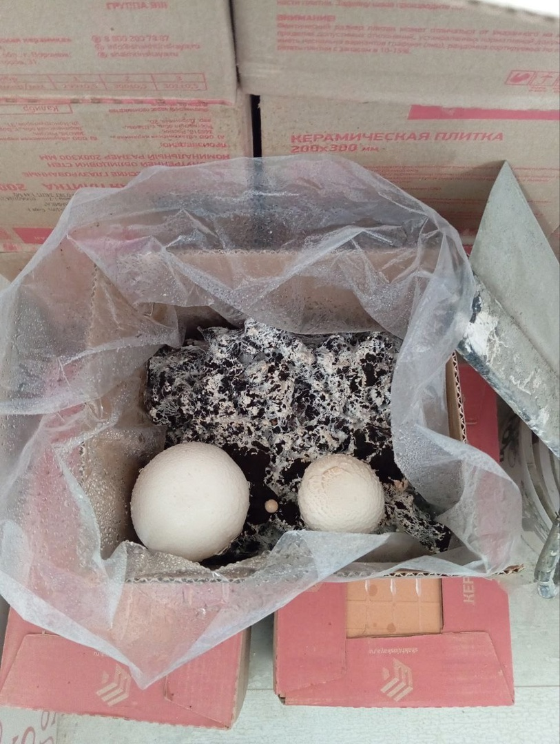 Первый урожай)