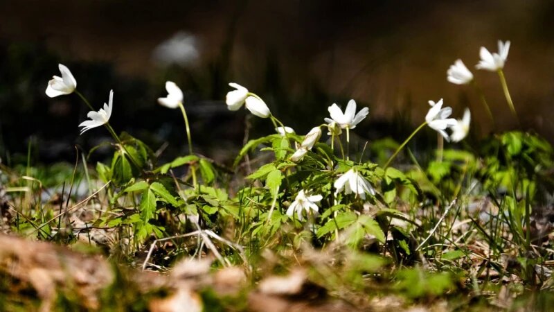     Цветы в Алтайском заповеднике. Роман Воробьев, Татьяна Клименко