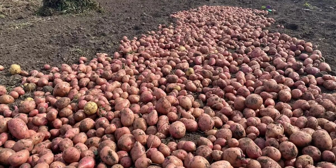 «Ждем египетскую картошку как манну небесную». В России бушует картофельный кризис
