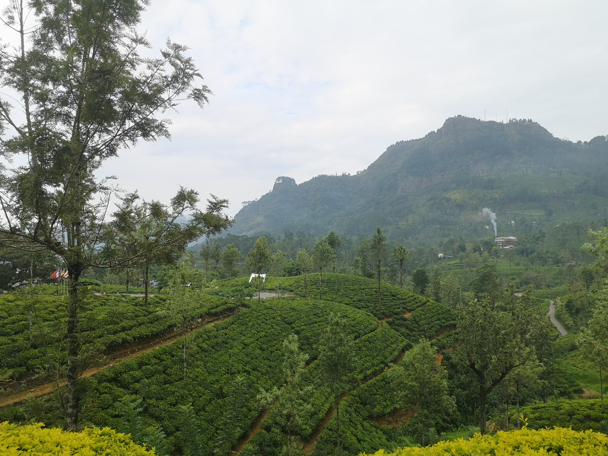 Чайные террассы, Шри-Ланка
