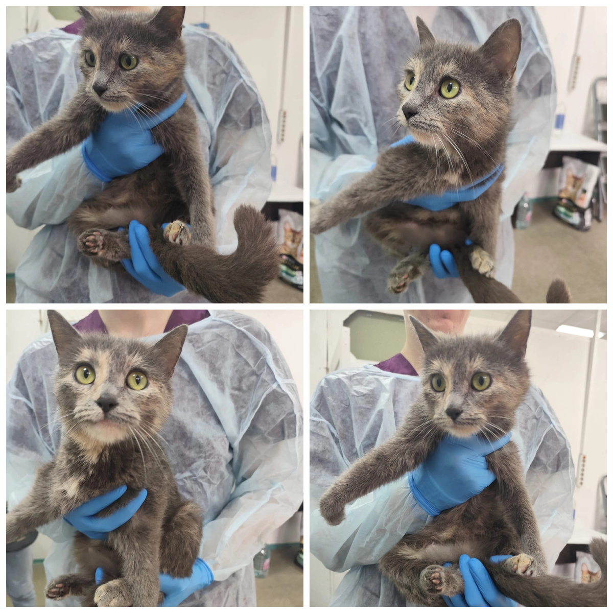 Орнелла приехала из Минеральных вод вместе с детьми Дольче, Лучиолла, Роберто и Палермо. Кошечку нашли в подъезде, потом находилась в стационаре.