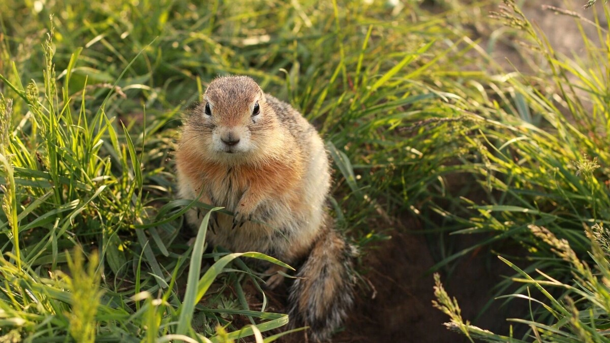     Источник: prmira.ru