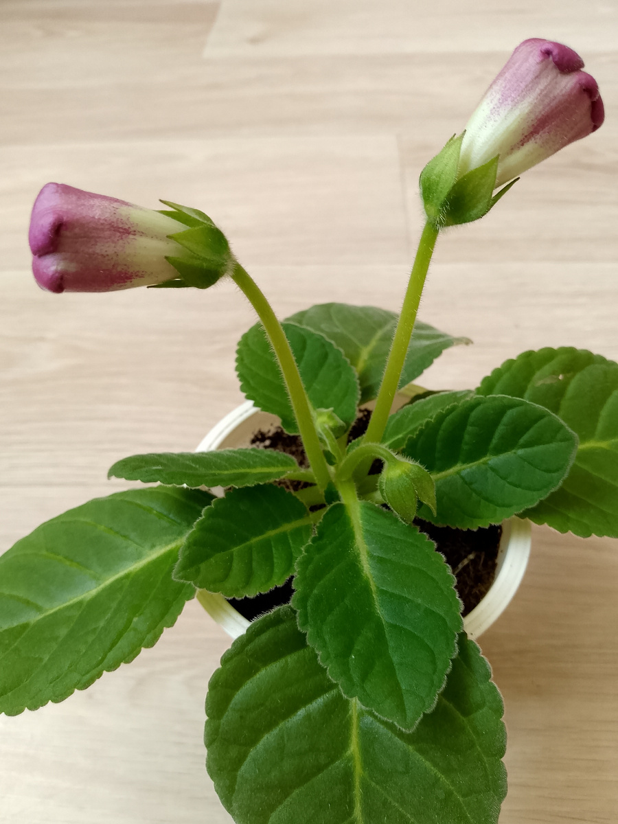 Жду цветения глоксиний посеянных с переопыления моих растений