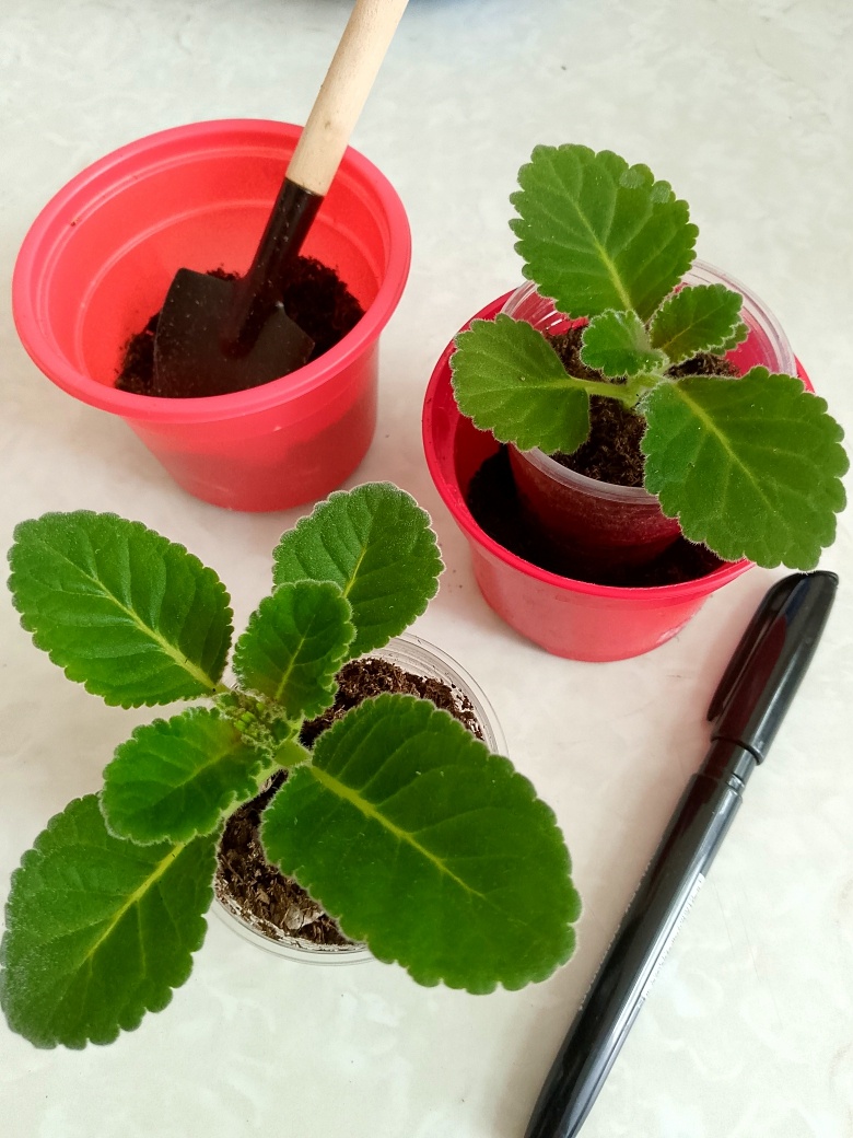 Пересаживаю глоксинии в горшки в зависимости от размера клубня