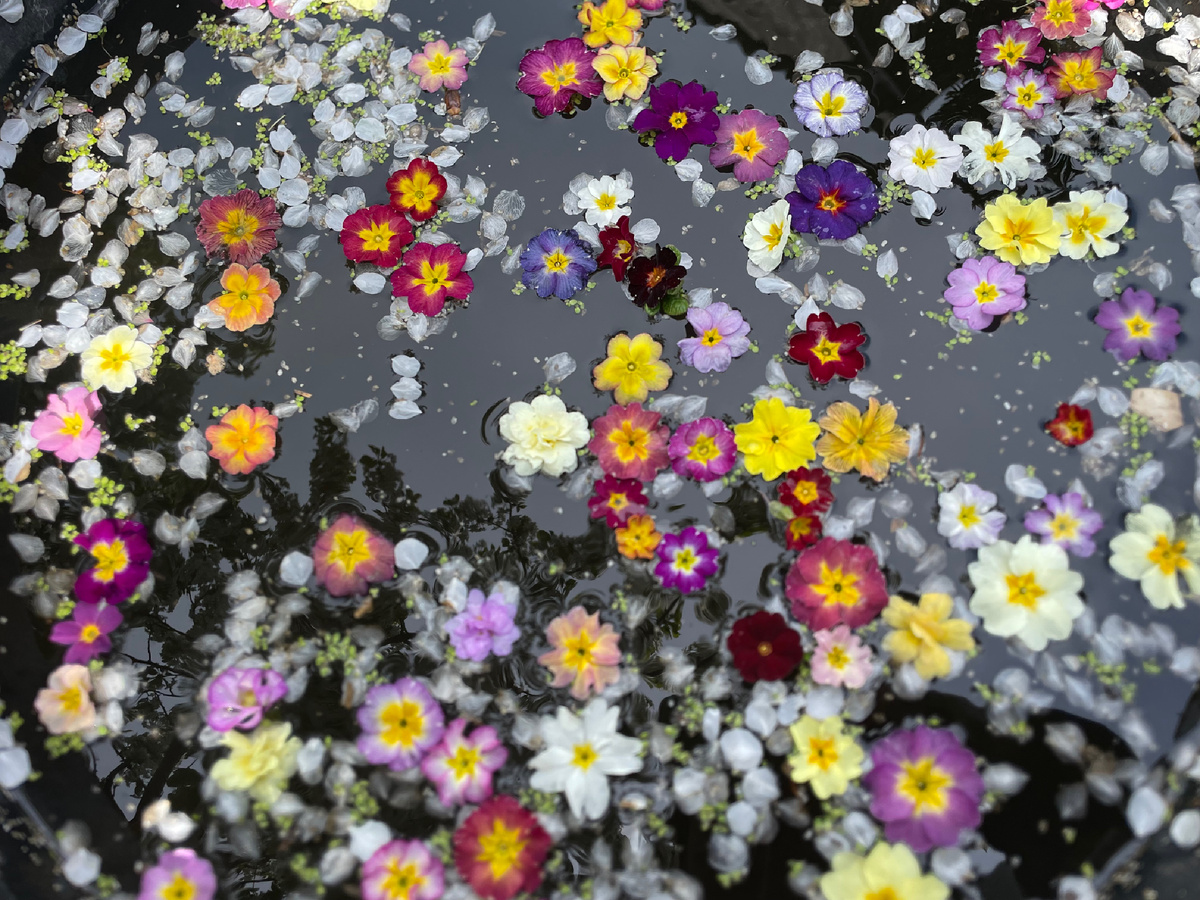 При схожести отдельных цветков, кусты, обилие и длительность цветения могут сильно различаться 