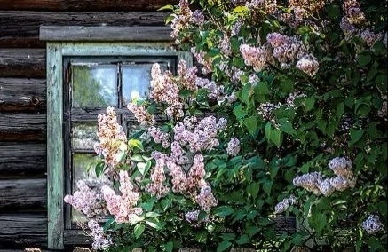 Фото из интернета. 