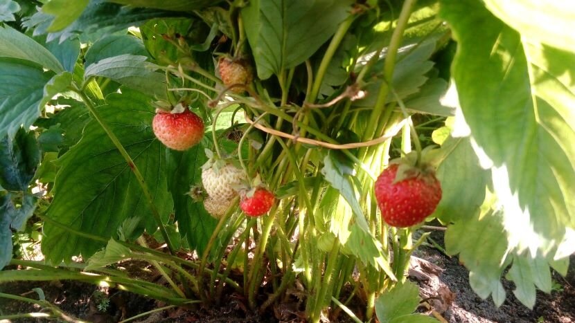 Резинки для клубники