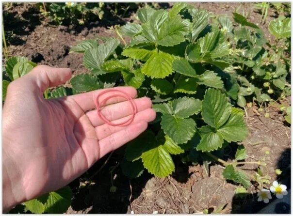 Вот эта резинка для ягод