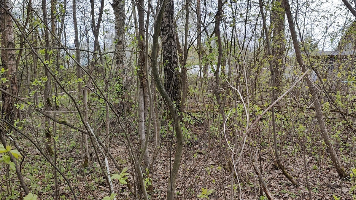 Участок многодетной семьи.