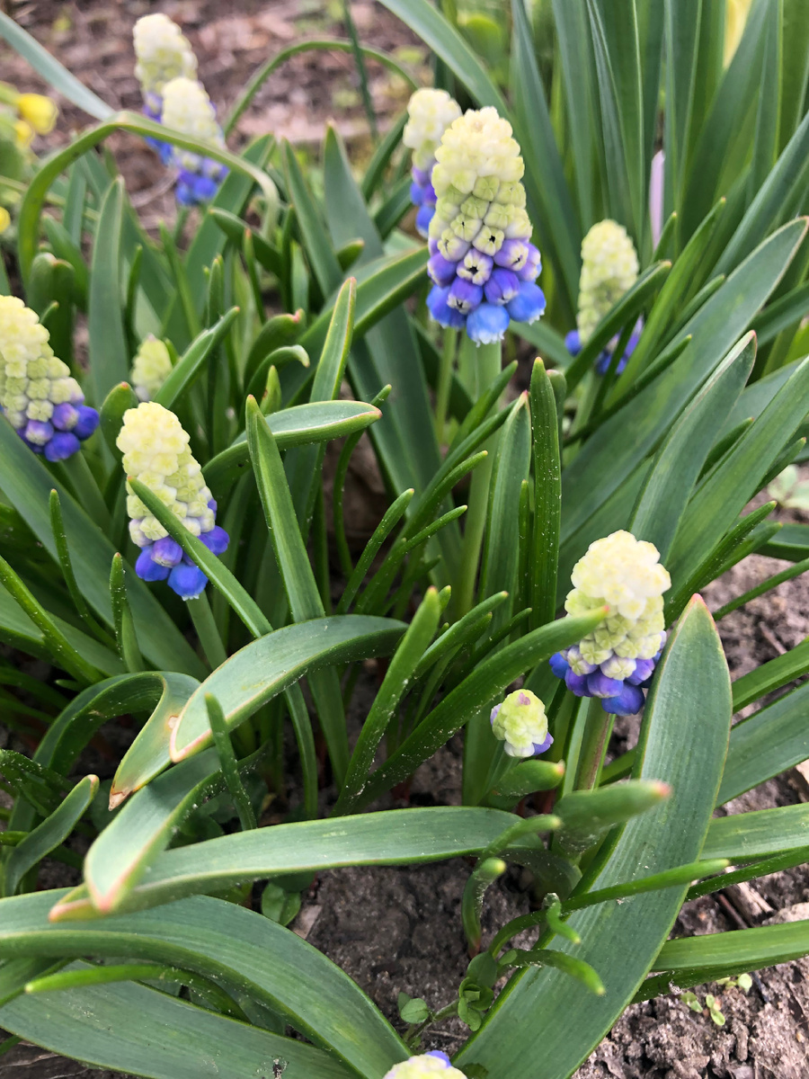 Бело-голубой мускарь