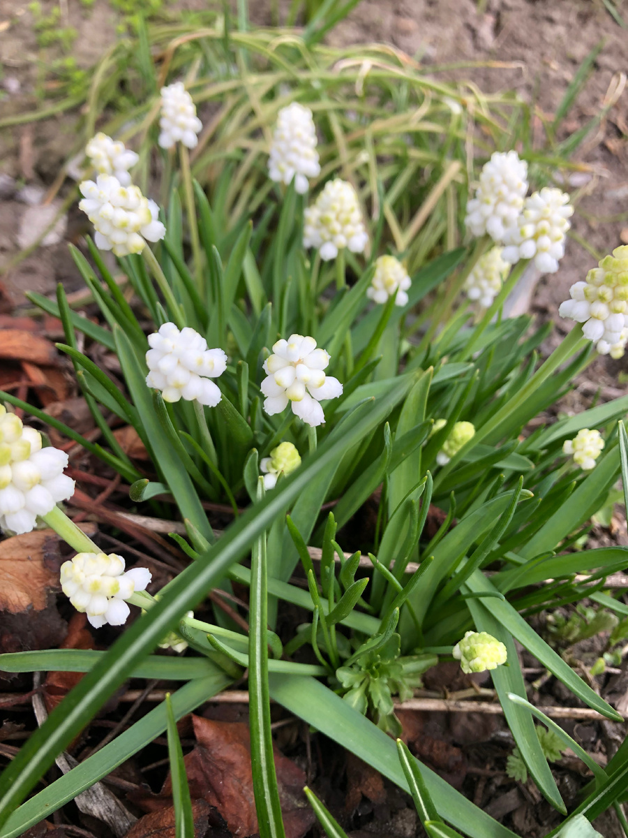 Белый мускарь