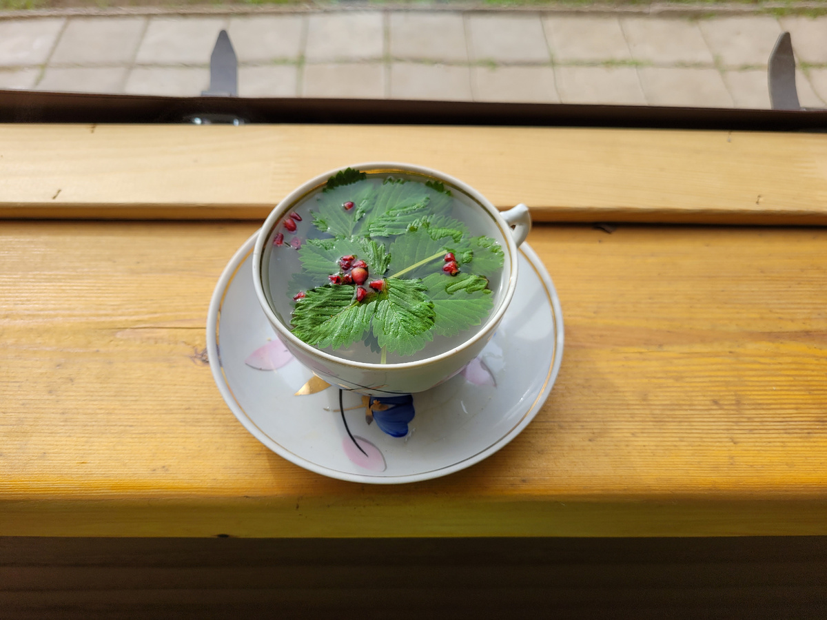 Листья земляники