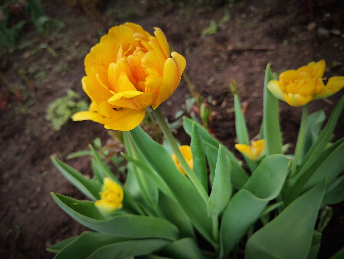 Тюльпаны на моей даче