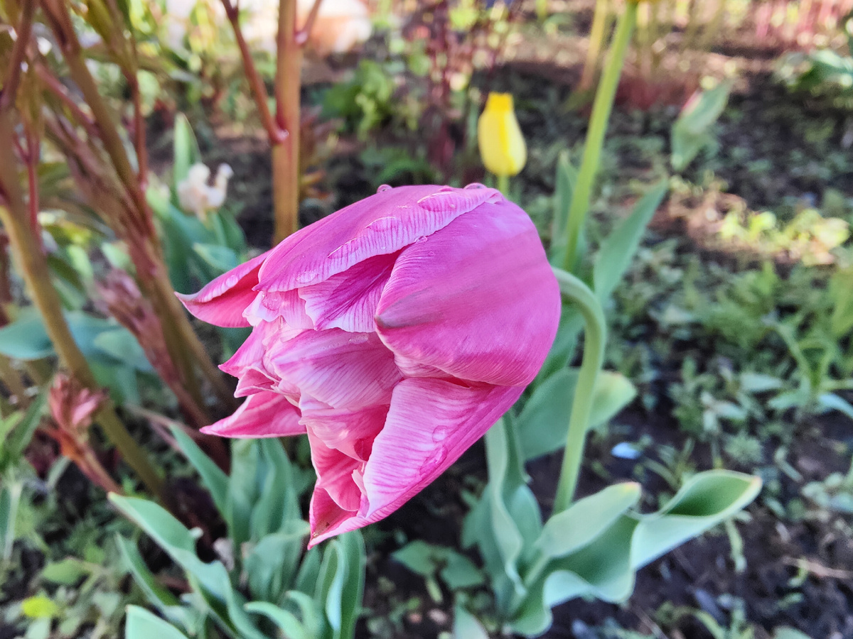 Тюльпан на моей даче