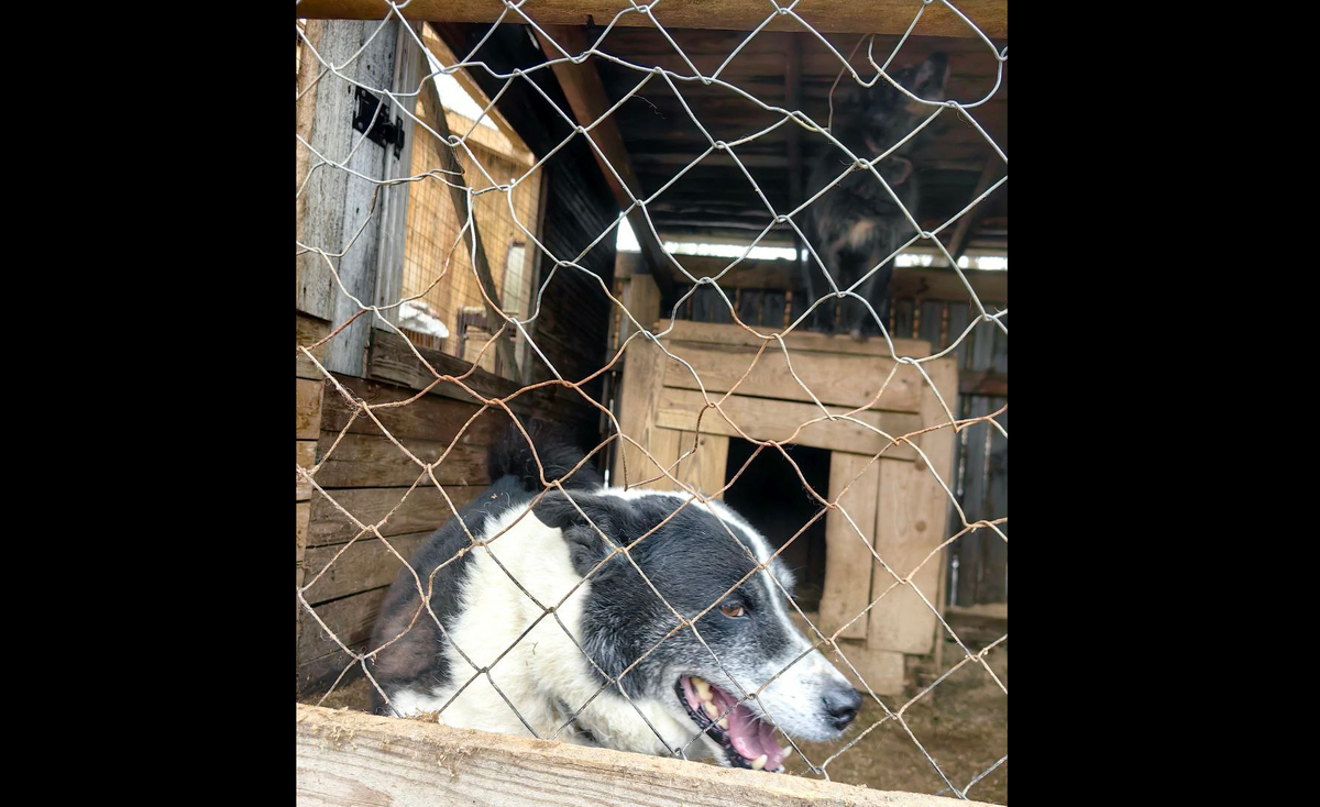 Найда и Аркаша (на будке)