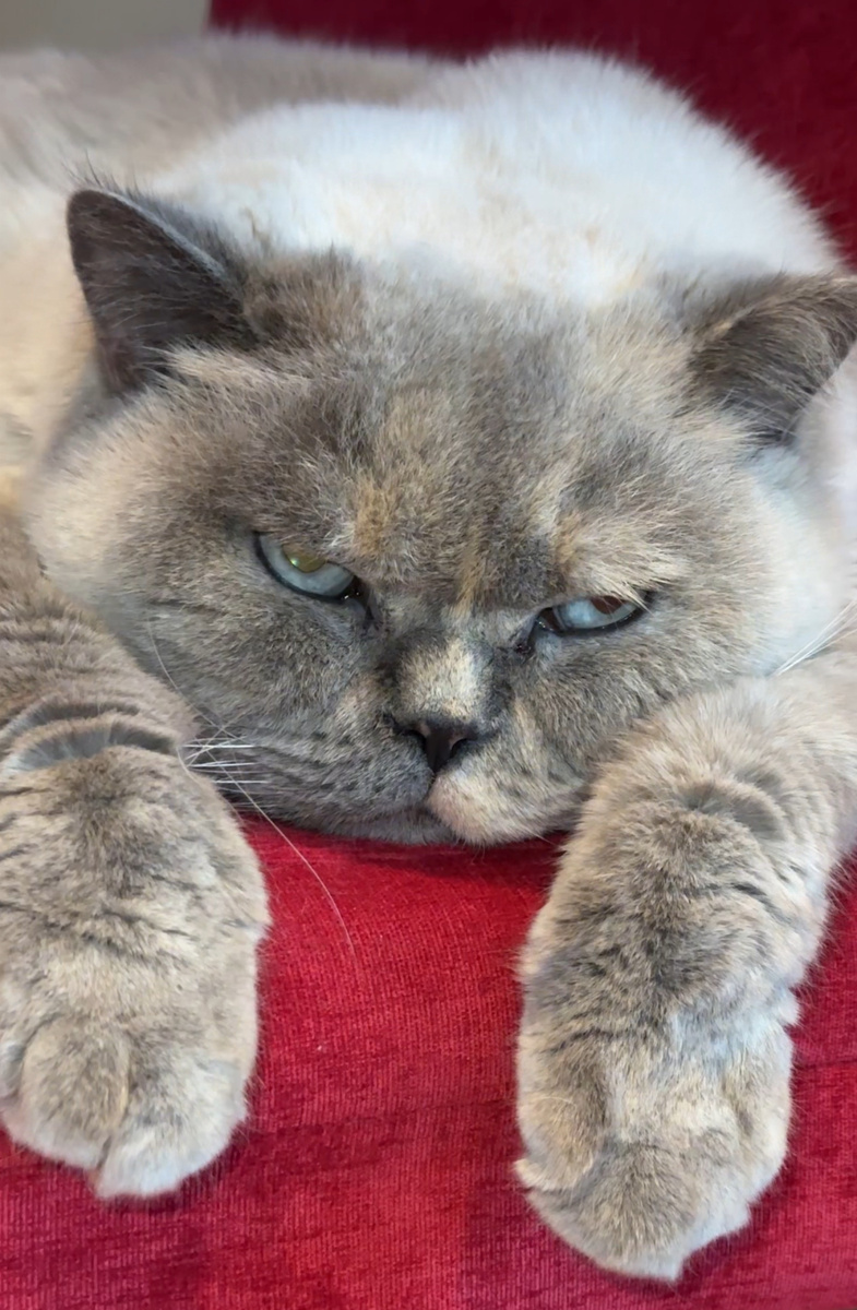 Кошечка Рита британской породы