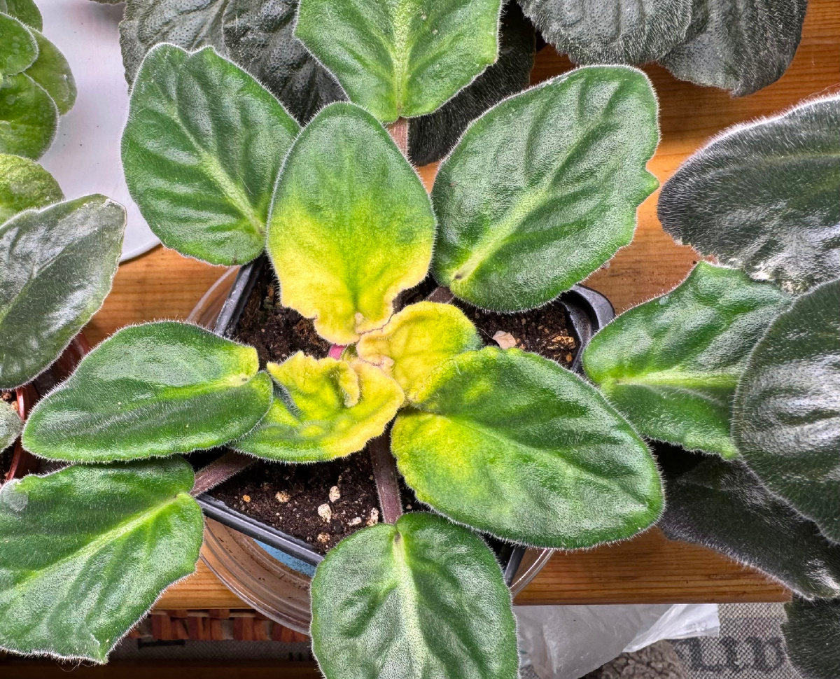 ЕК-Аргентинское Танго