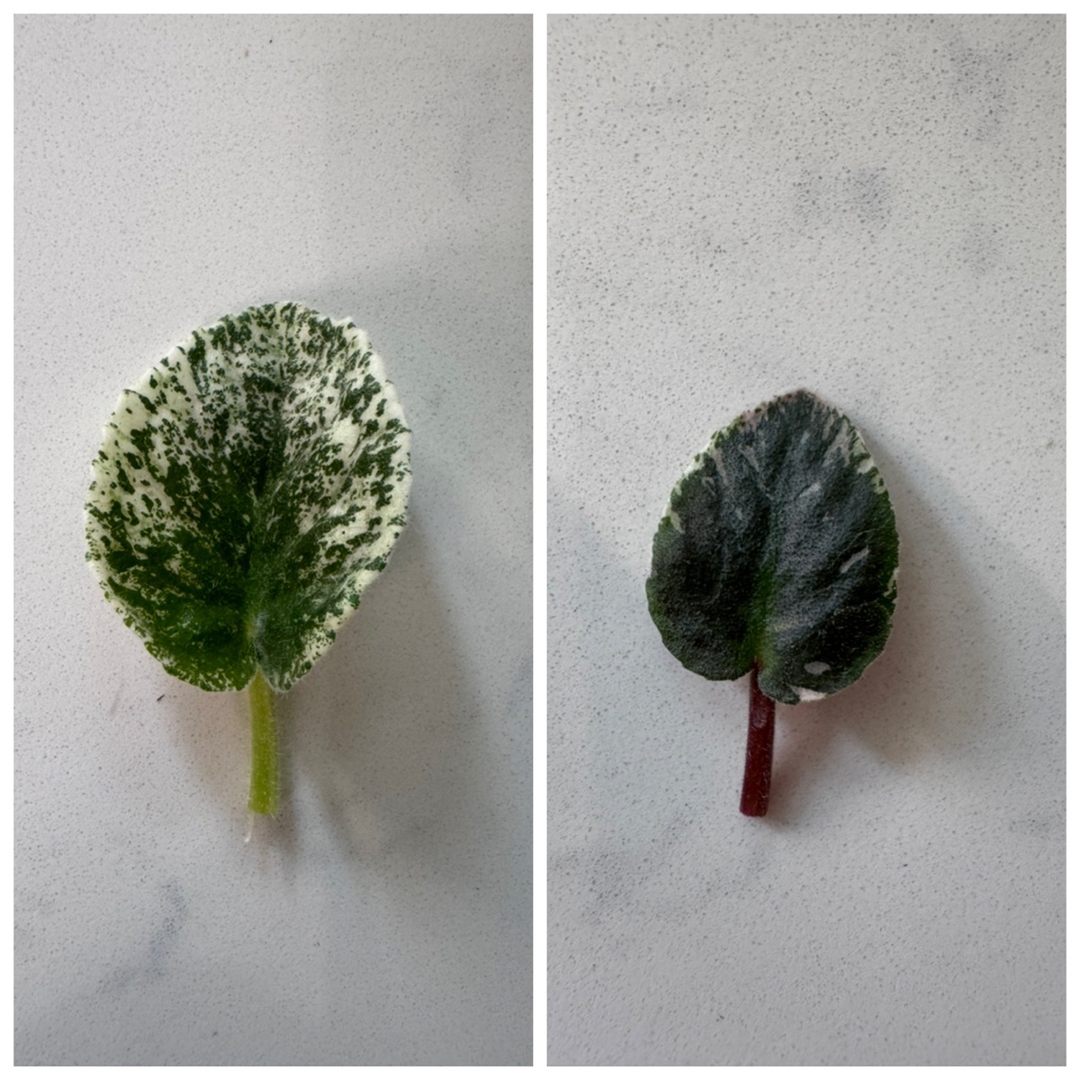 Окаймляющая пестролистность