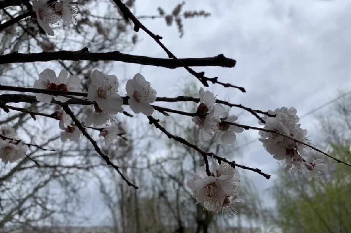    На Кубани ожидается малооблачная погода без осадков