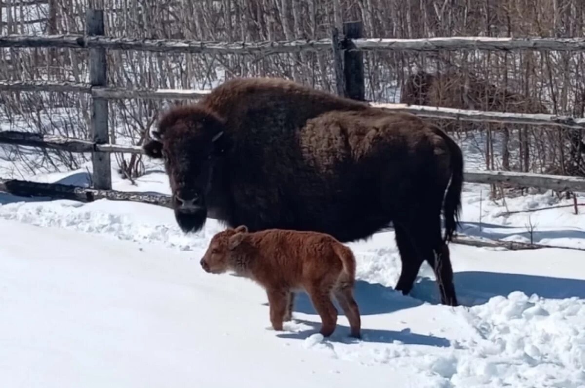    Малыши бизонов появляются на свет в апреле.