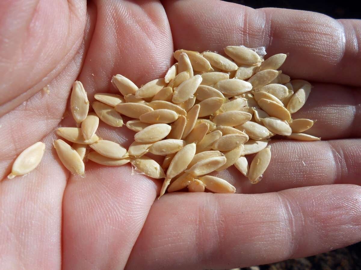 От внимания огородника, высаживающего эту культуру, будет зависеть её урожайность и качество плодов