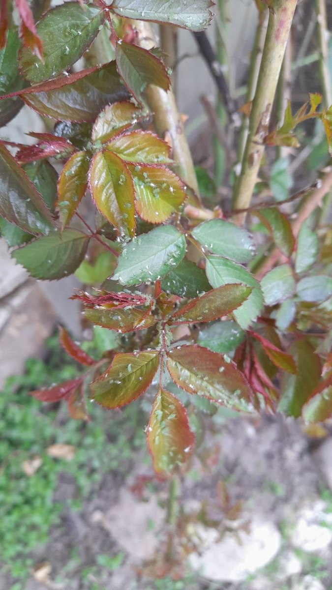 Тля вечером на листьях розы