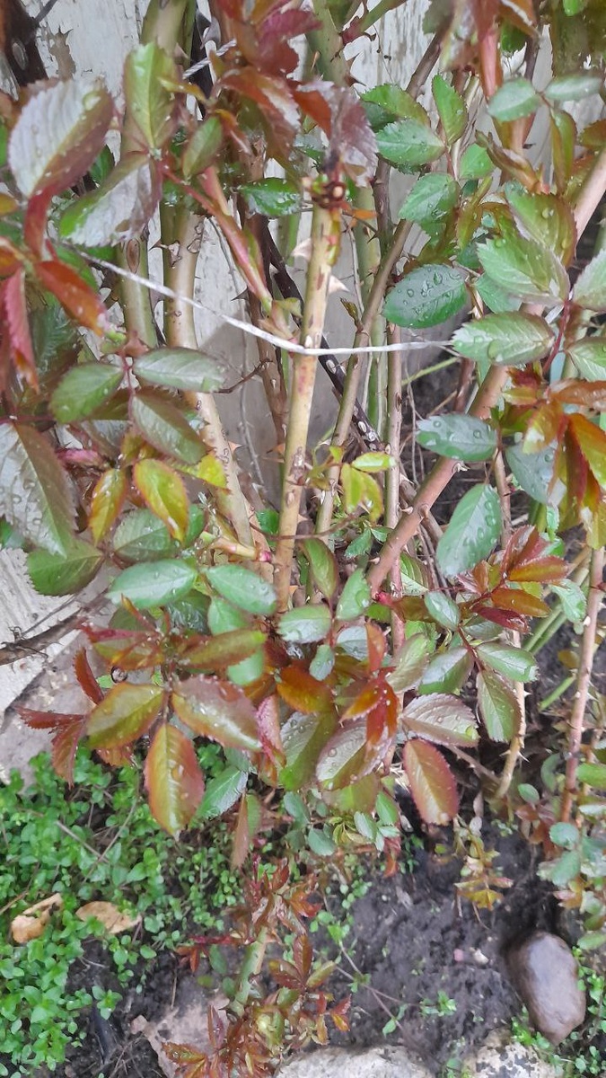 Утром практически чистая роза