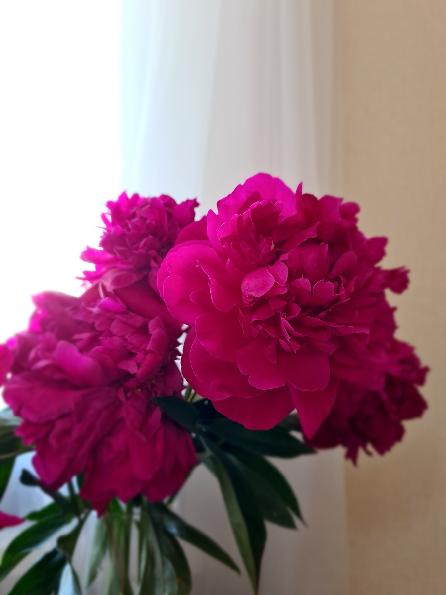 Первые пиончики этого года. Покупные, конечно же, не из своего сада. Фото из личного архива автора. 