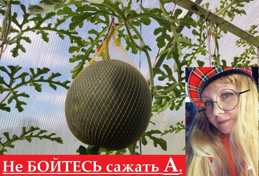 Позднее растения уже не спутать...