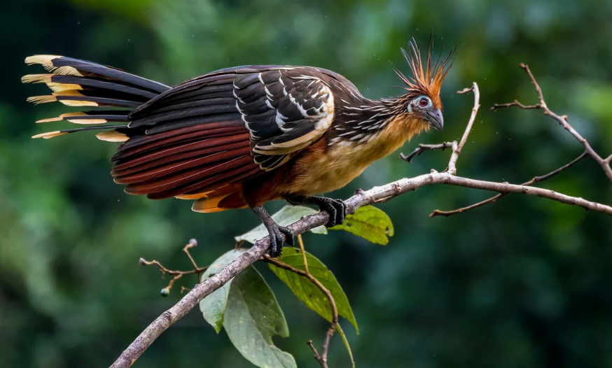 Гоацин Птица