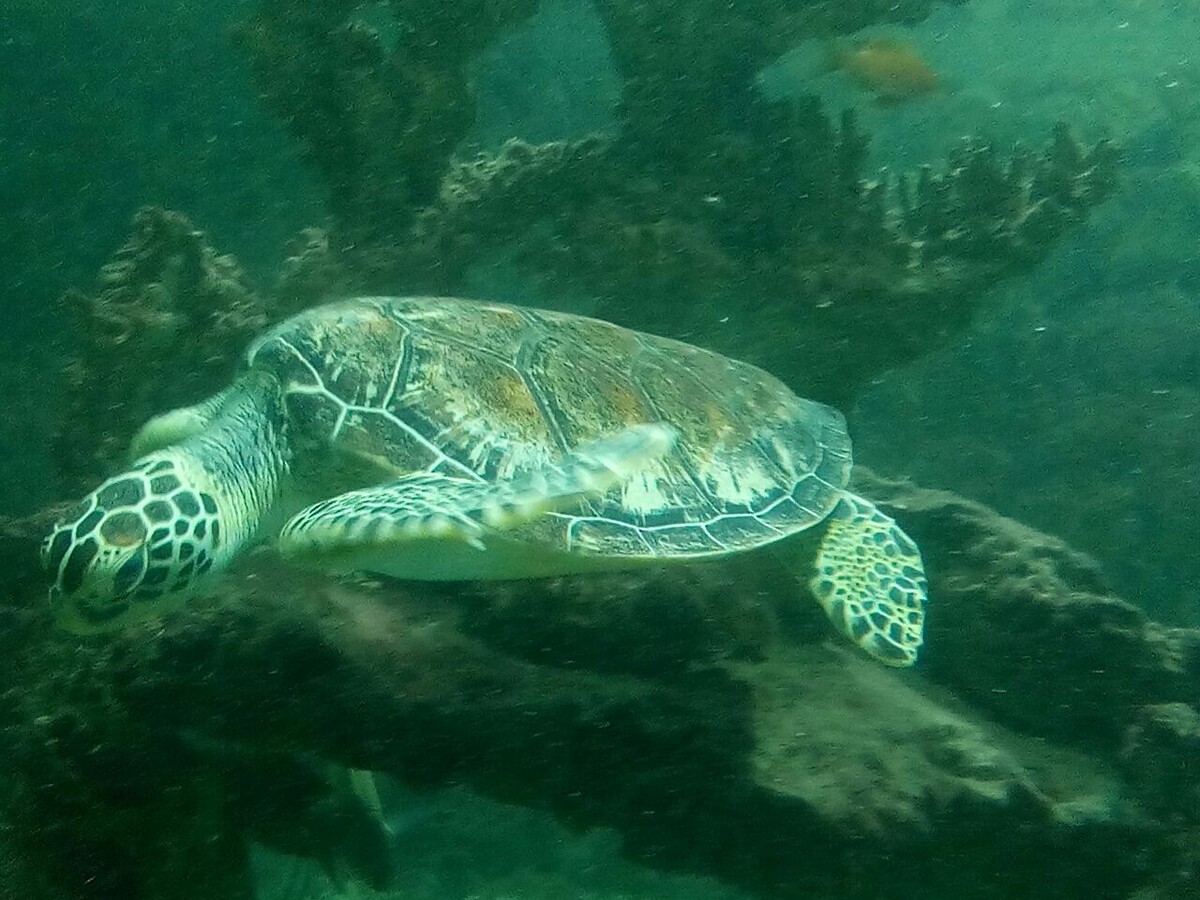 Гостья пляжа