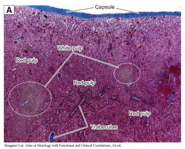 Селезенка. Соединительная ткань образует капсулу (capsule) и перегородки (trabeculae), таким образом формируя каркас органа.
