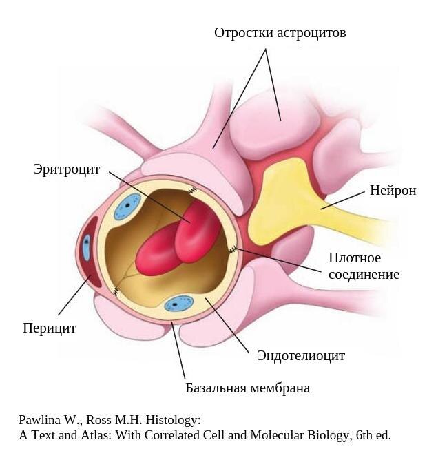 Астроциты - клетки нейроглии, которые формируют гемато-энцефалический барьер. 