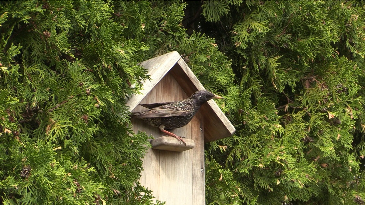 Замечательный сосед-скворец