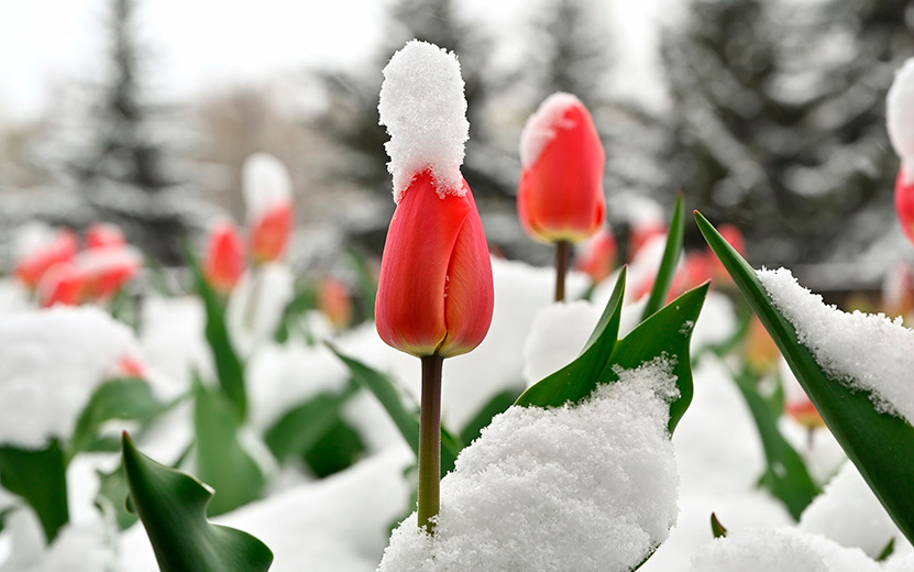    Опрос IZHLIFE: 86 % ижевчан не ощутили на себе последствия апрельского снегопада