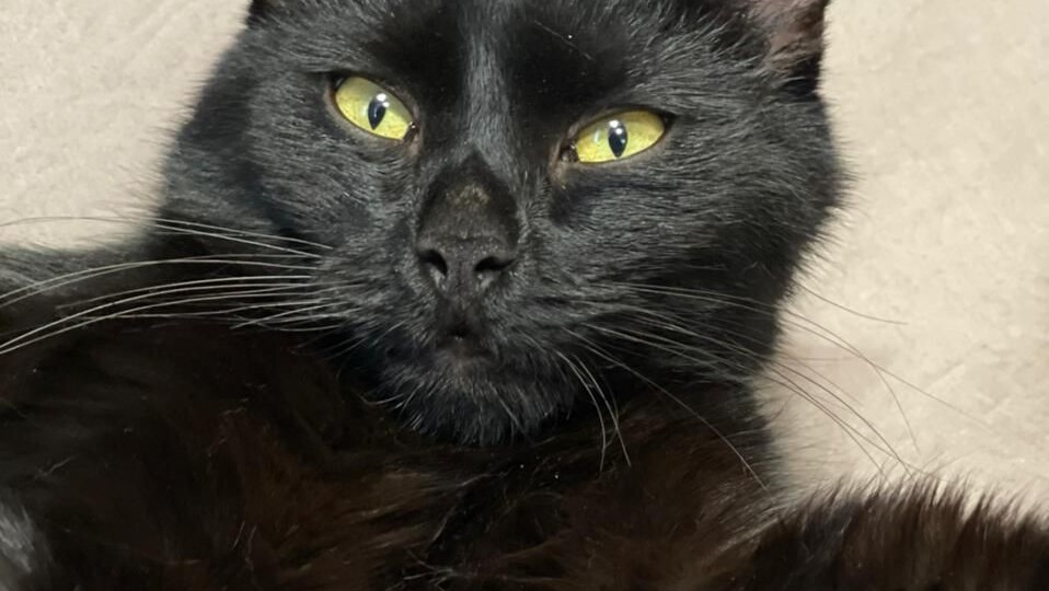 Честер: история о том, как не сдаваться, даже когда предали.