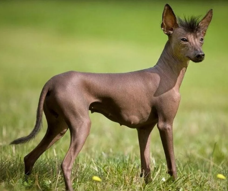 Ксоло Мексиканская хохлатая