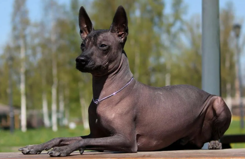 Ксолоитцкуинтли Анубис