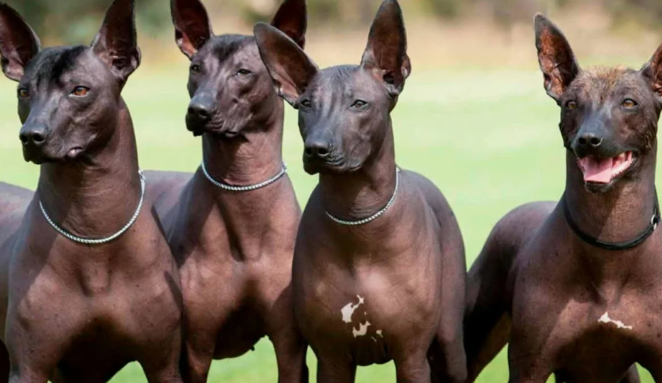 Голые собаки: Странные спутники древних цивилизаций