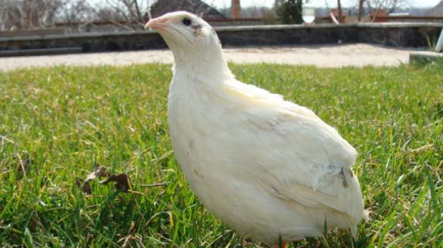 Английский белый перепел.