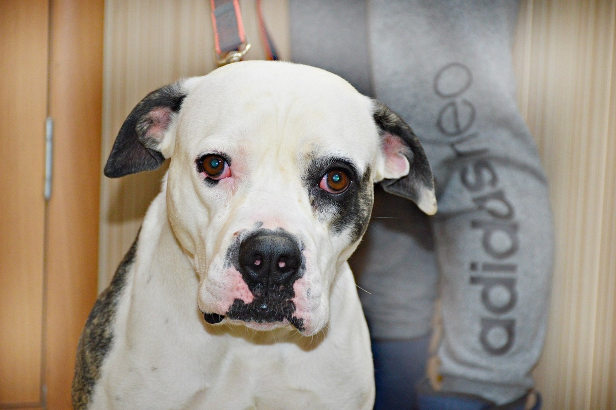 30 декабря 2017 года, когда Бритни нашли привязанной к палисаднику…