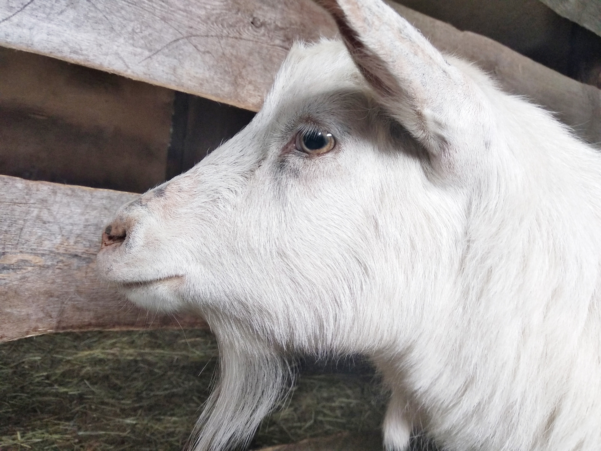 Мать года - Бяша