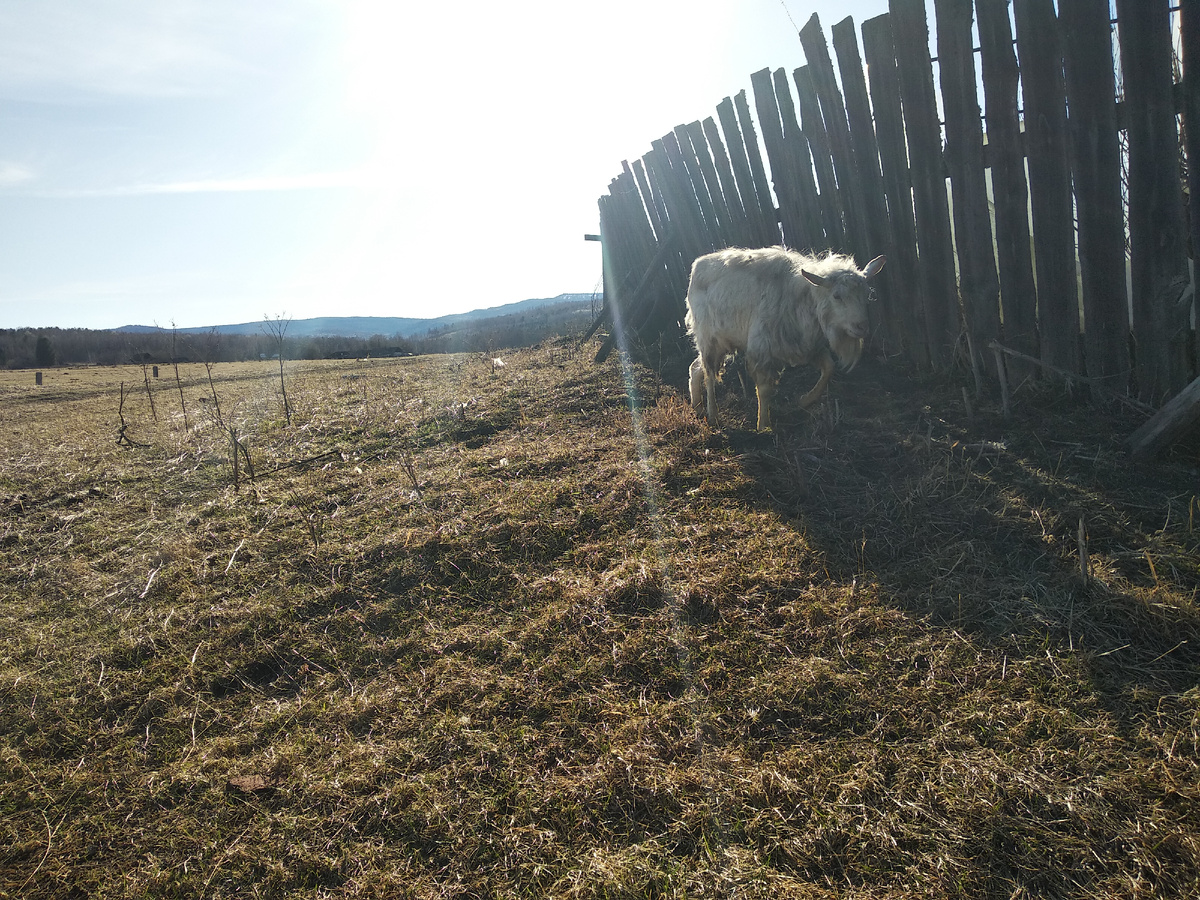 не понятно, кто кого подпирает. где тут Митя, где забор
