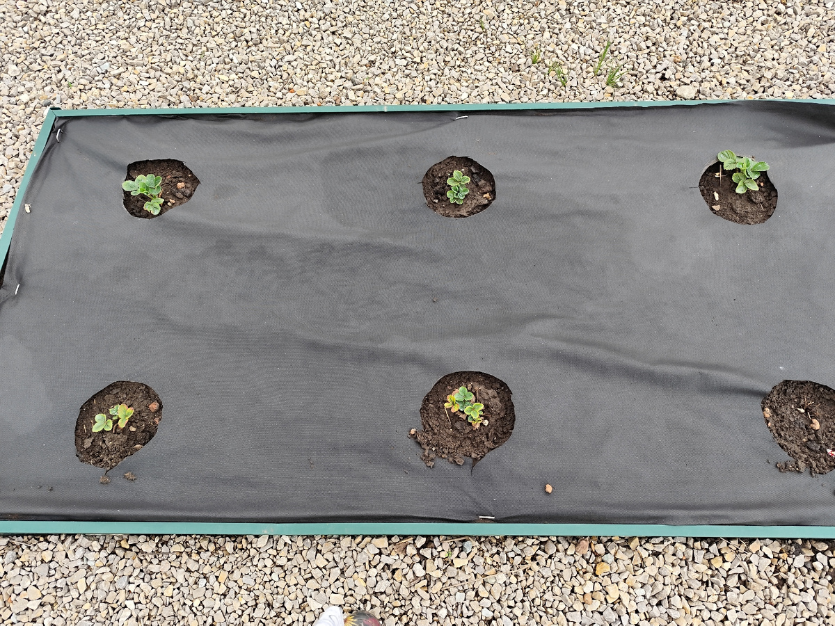 Ремонтантная клубника Альбион