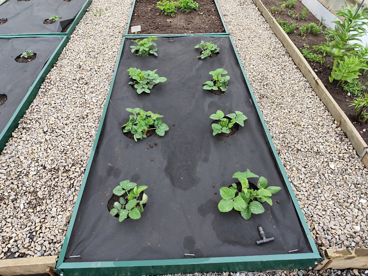 Клубника Дукат